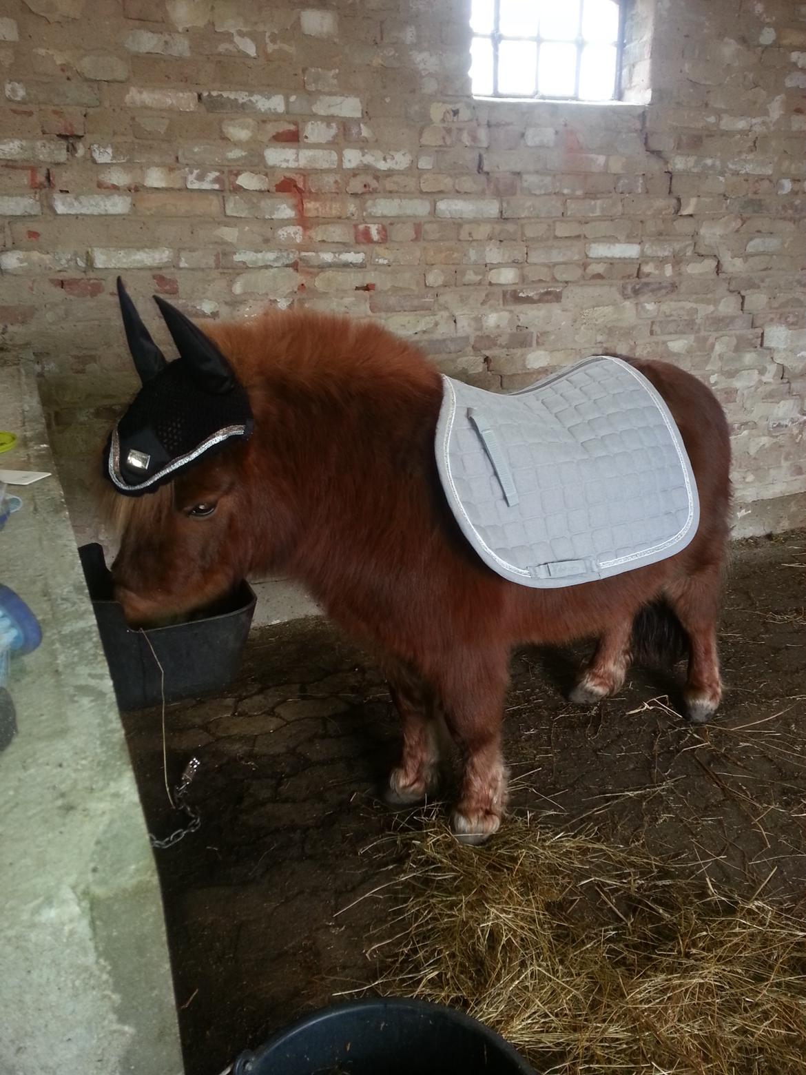 Shetlænder Elvis (solgt) billede 5