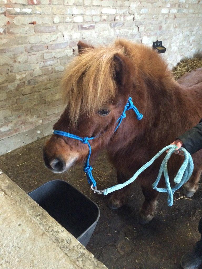 Shetlænder Elvis (solgt) billede 6