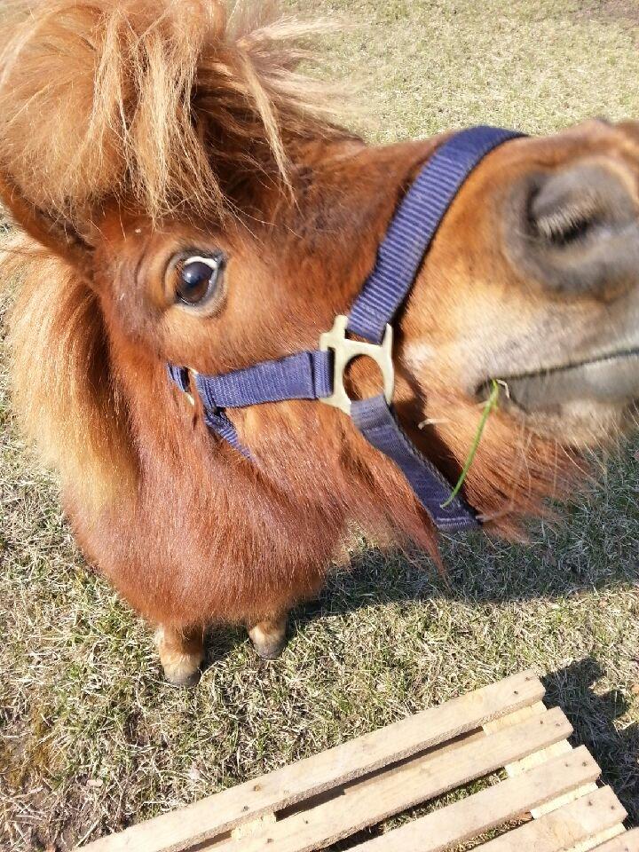 Shetlænder Elvis (solgt) billede 7