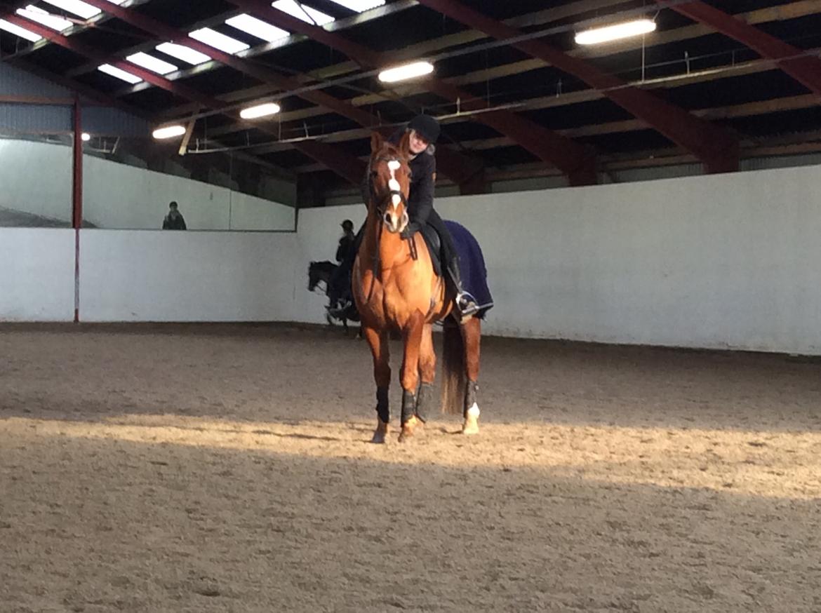 Knabstrupper Max bounty - Baby og mig <3 <3 <3 billede 14