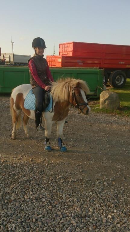 Shetlænder Walther billede 2