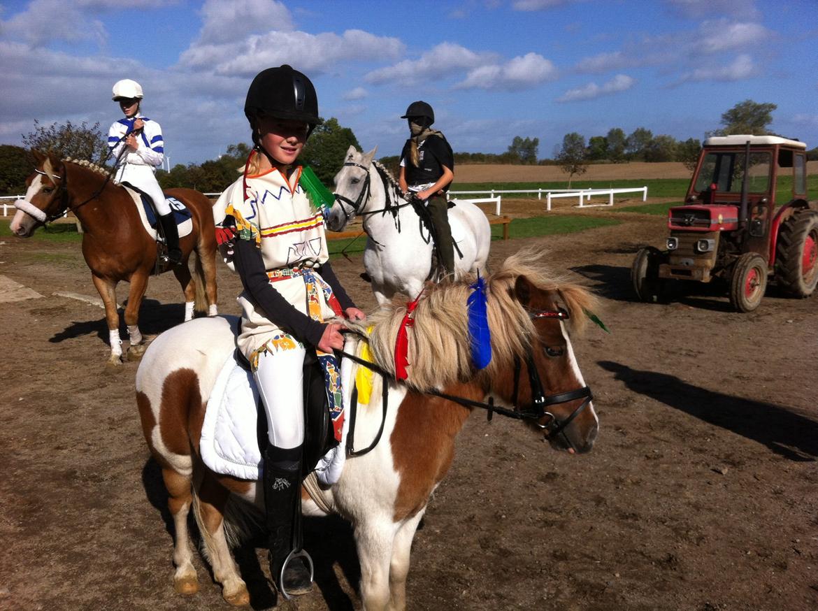 Shetlænder Walther billede 3