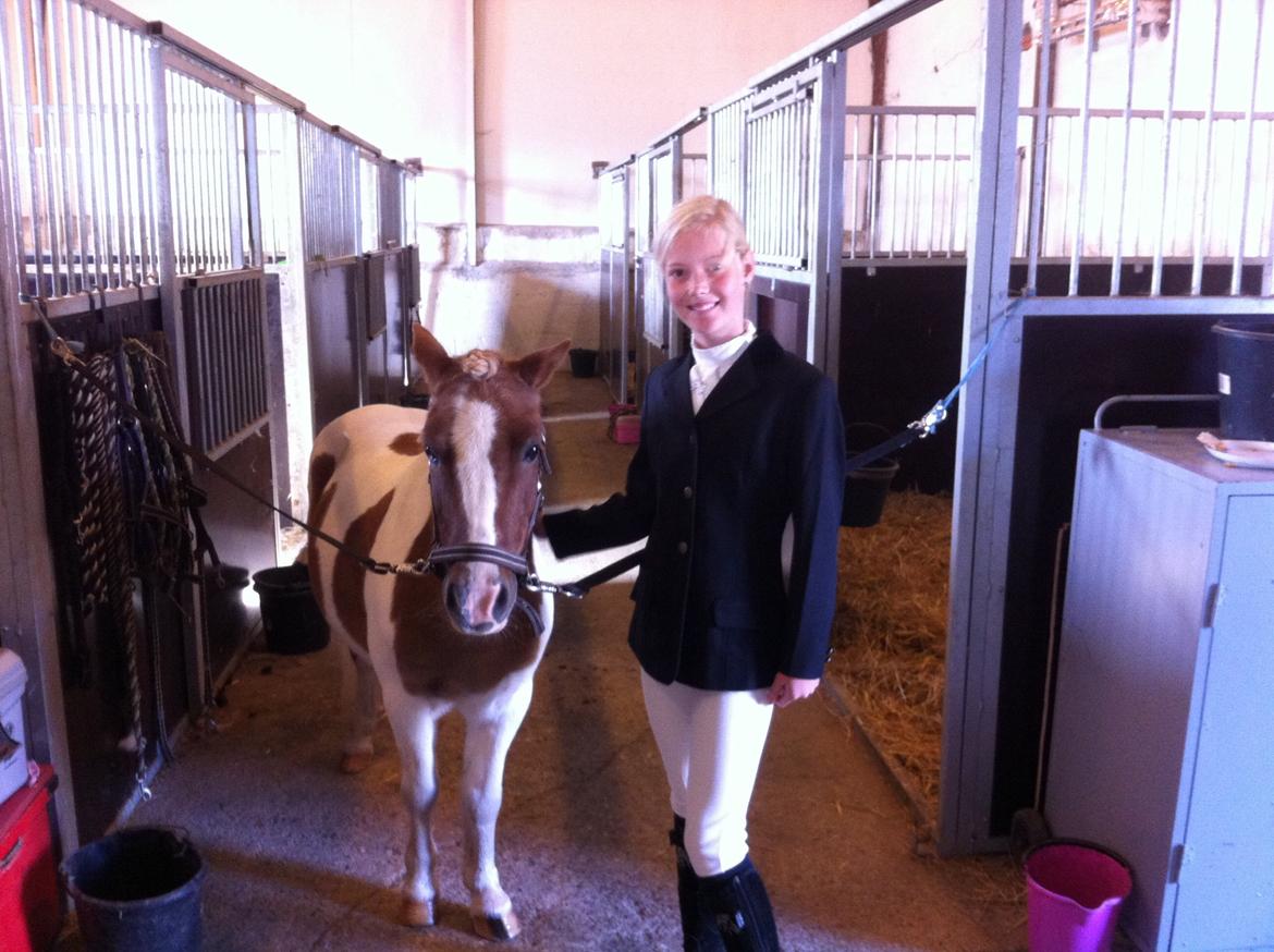 Shetlænder Walther billede 4