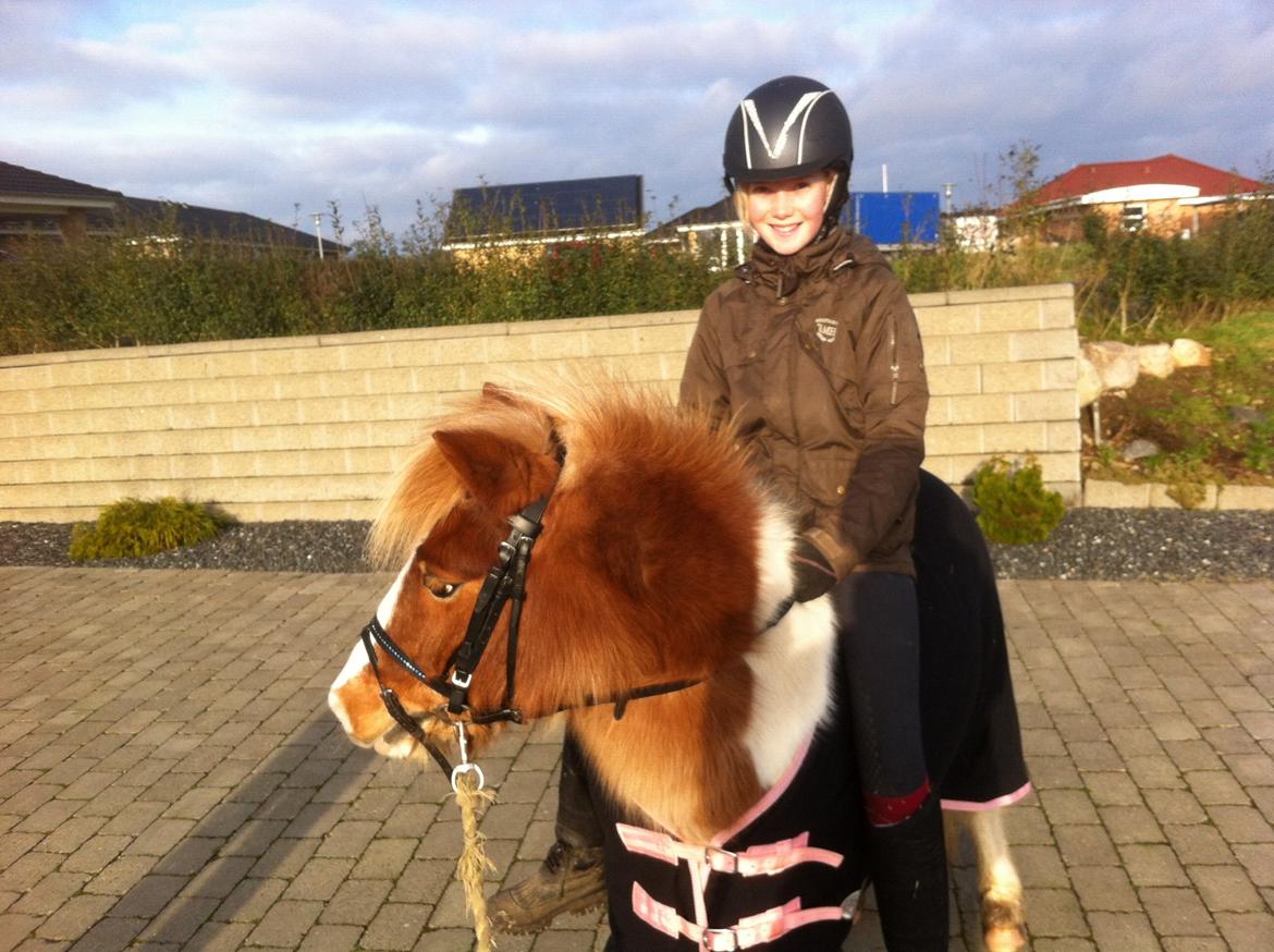 Shetlænder Walther billede 1