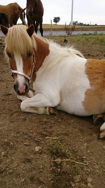 Shetlænder Walther billede 5