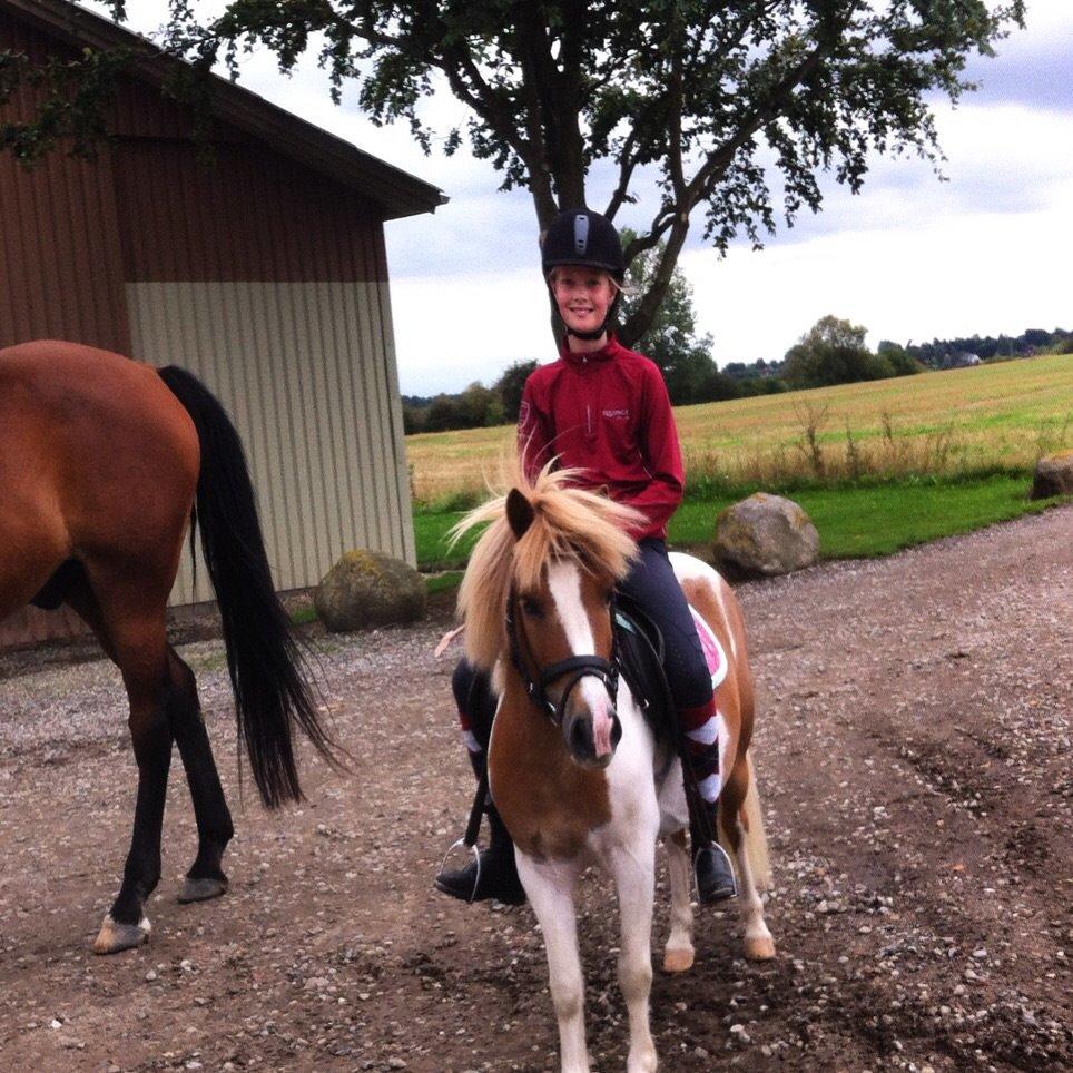 Shetlænder Walther billede 7