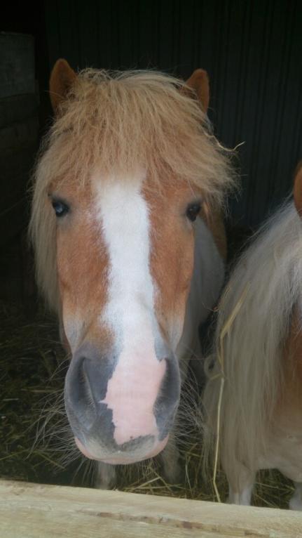 Shetlænder Walther billede 6