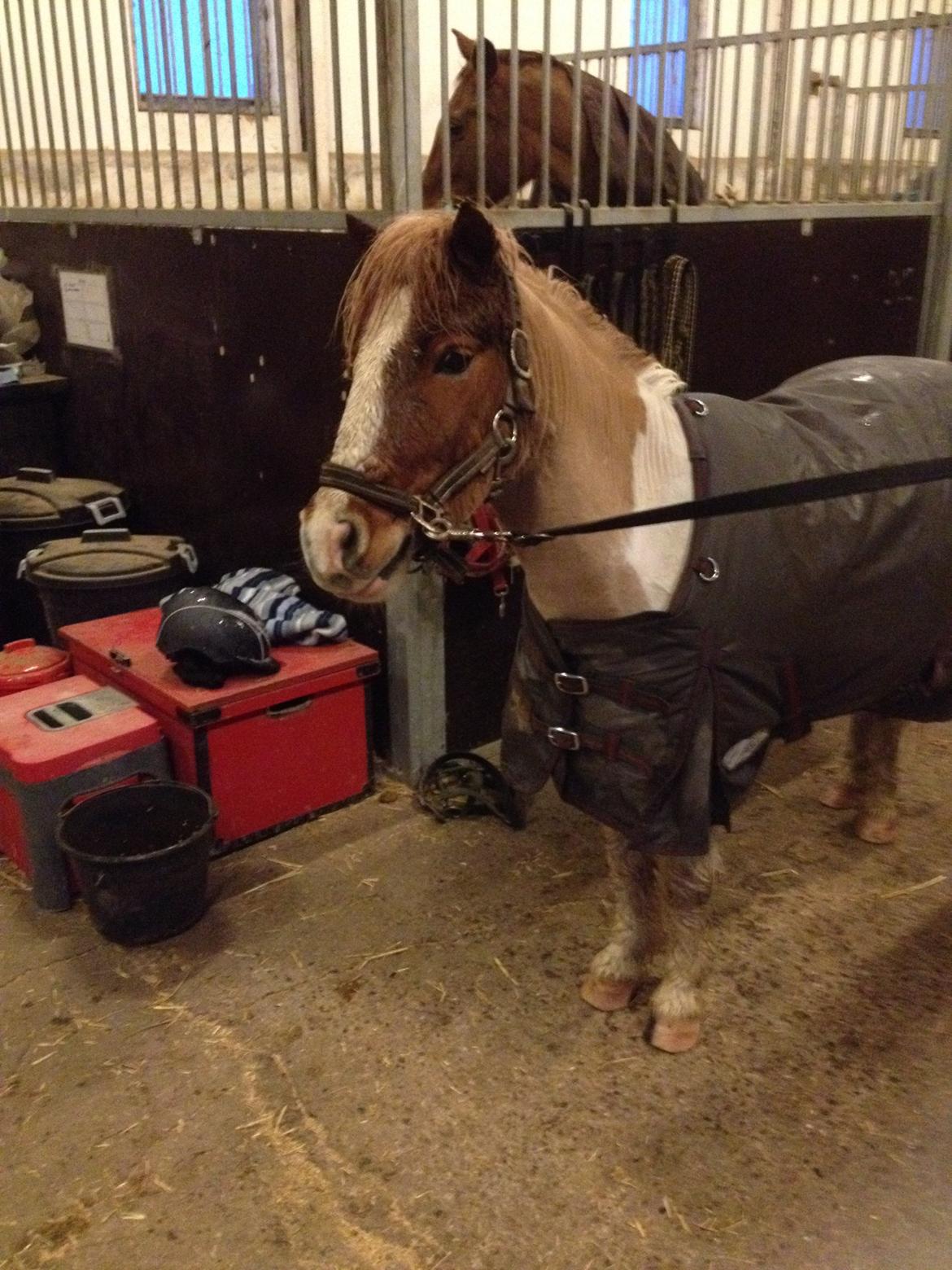 Shetlænder Walther billede 8