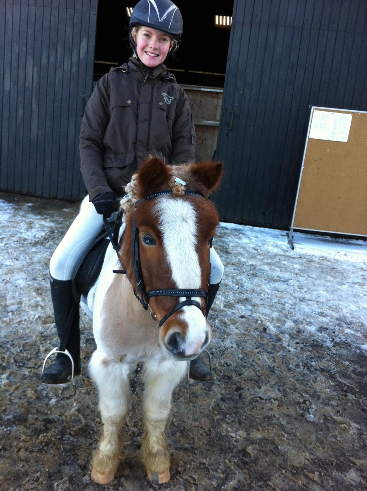 Shetlænder Walther billede 10