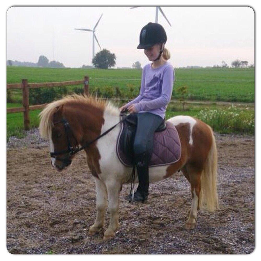 Shetlænder Walther billede 11