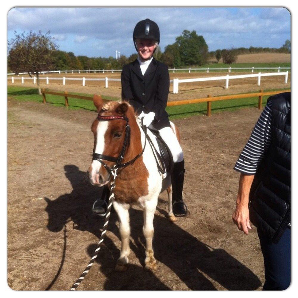 Shetlænder Walther billede 12