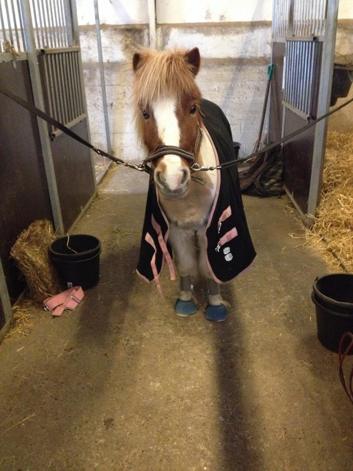 Shetlænder Walther billede 13