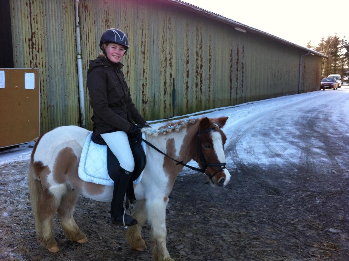 Shetlænder Walther billede 9