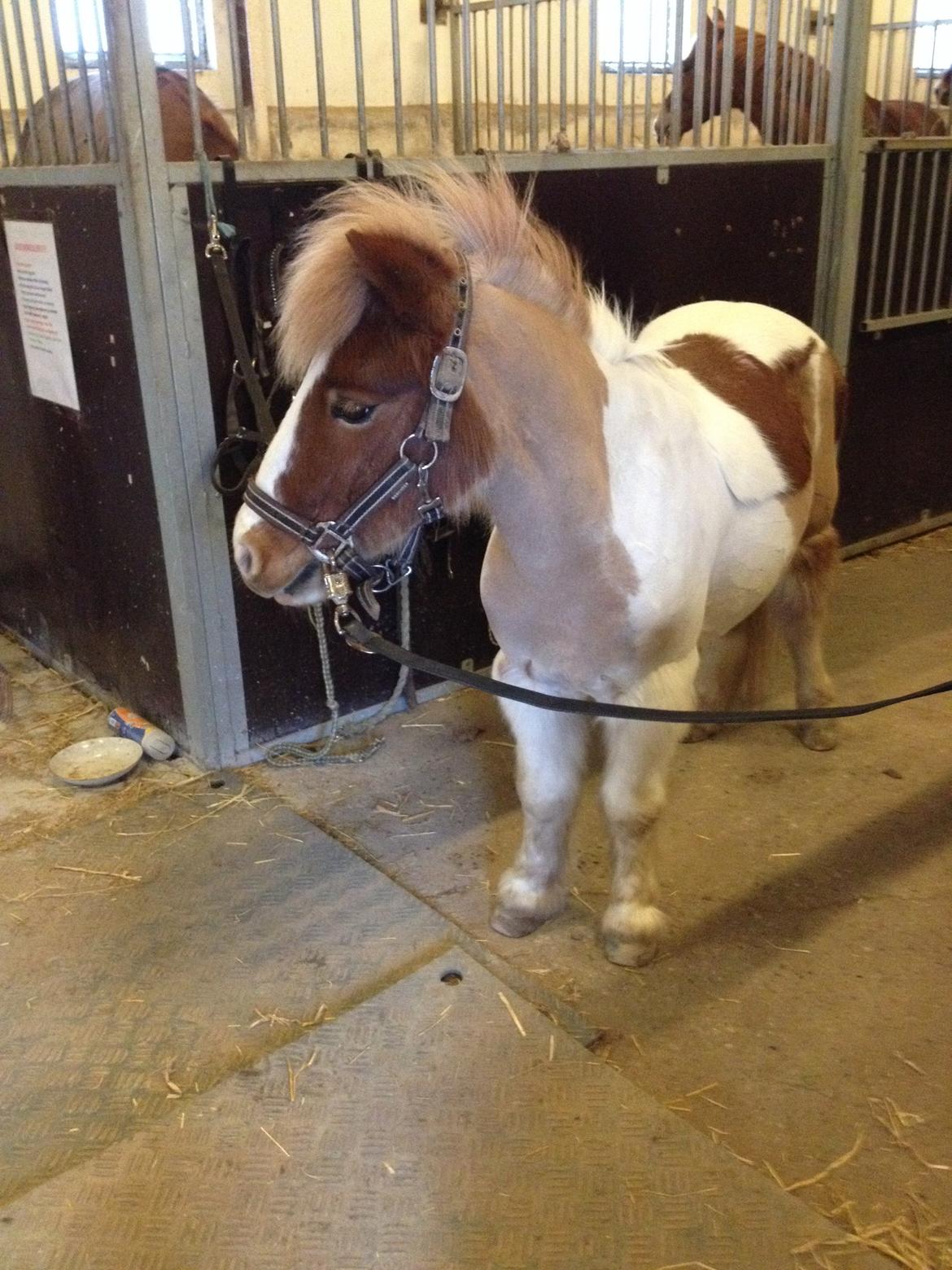 Shetlænder Walther billede 14