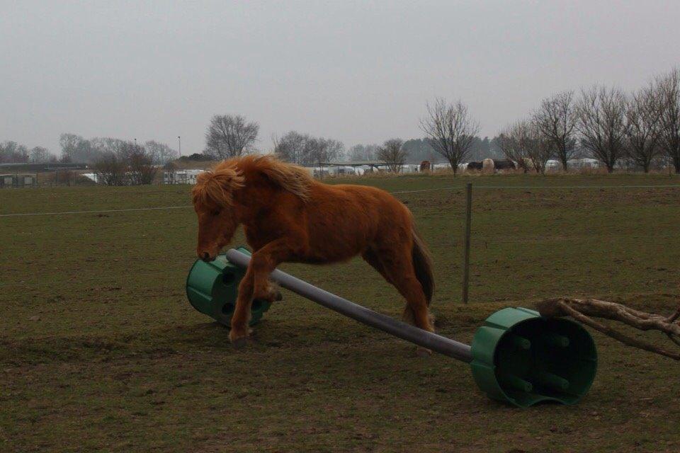 Islænder Yrí billede 3