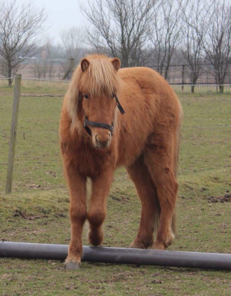 Islænder Yrí billede 2