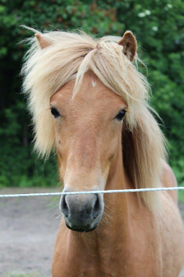 Islænder Yrí billede 4