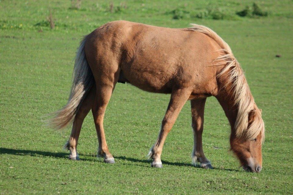 Islænder Yrí billede 5