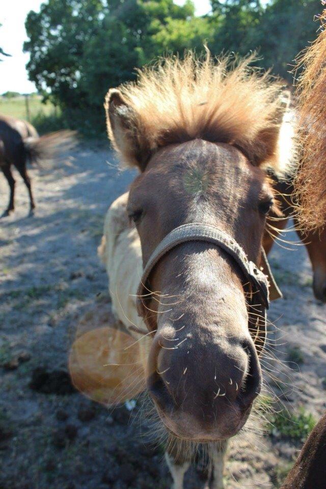 Islænder Yrí billede 7