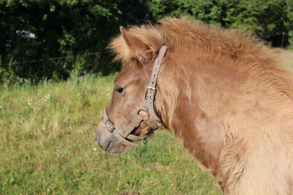 Islænder Yrí billede 6