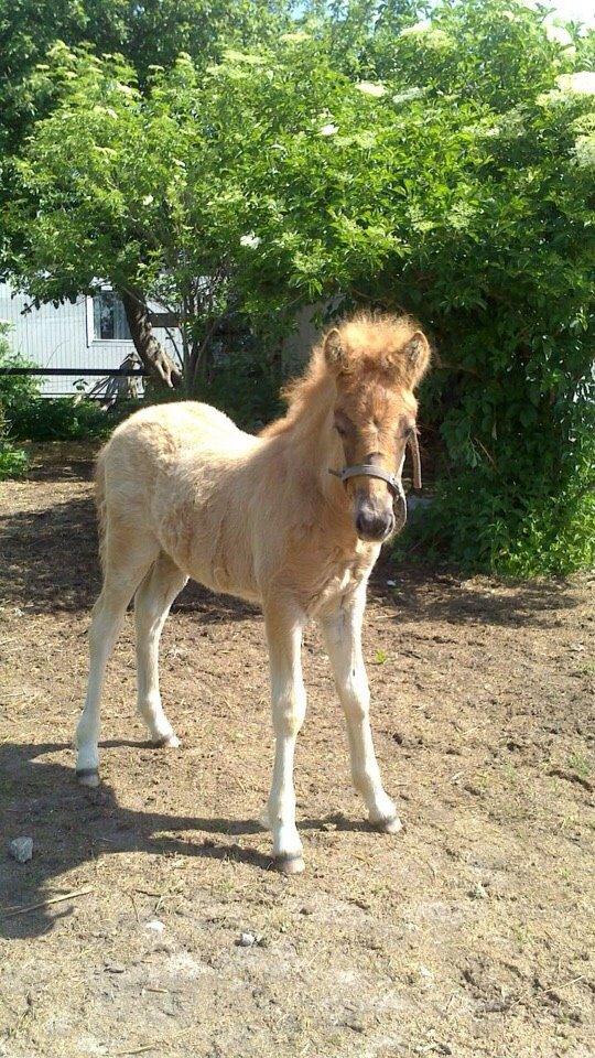 Islænder Yrí billede 8