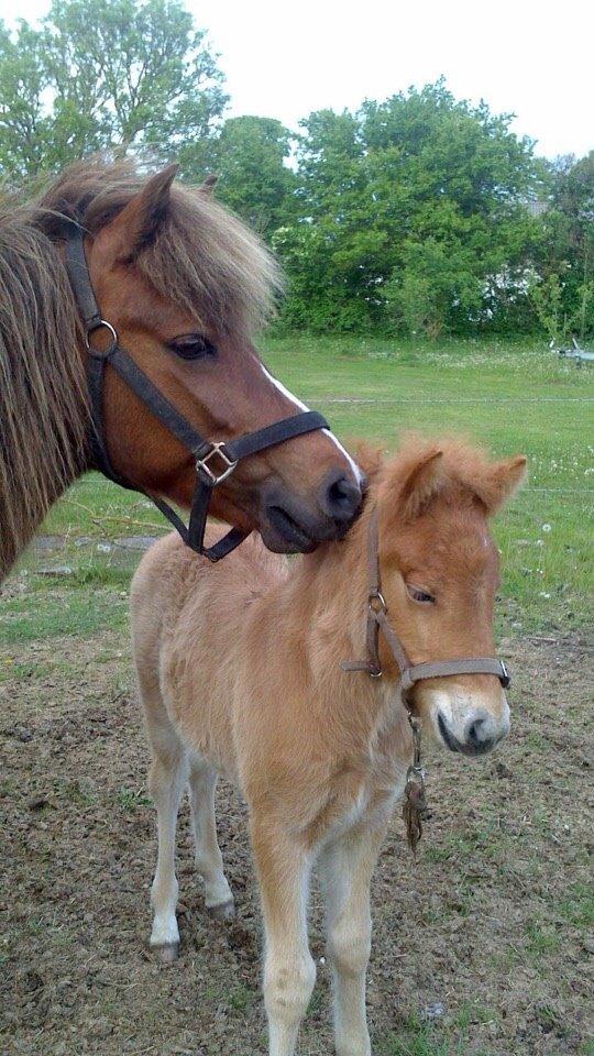Islænder Yrí billede 9