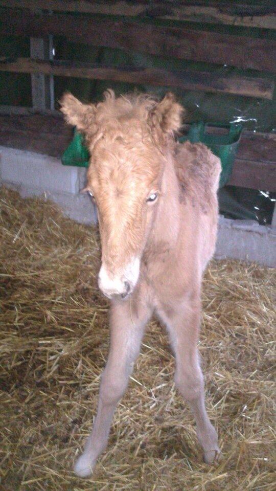 Islænder Yrí billede 10