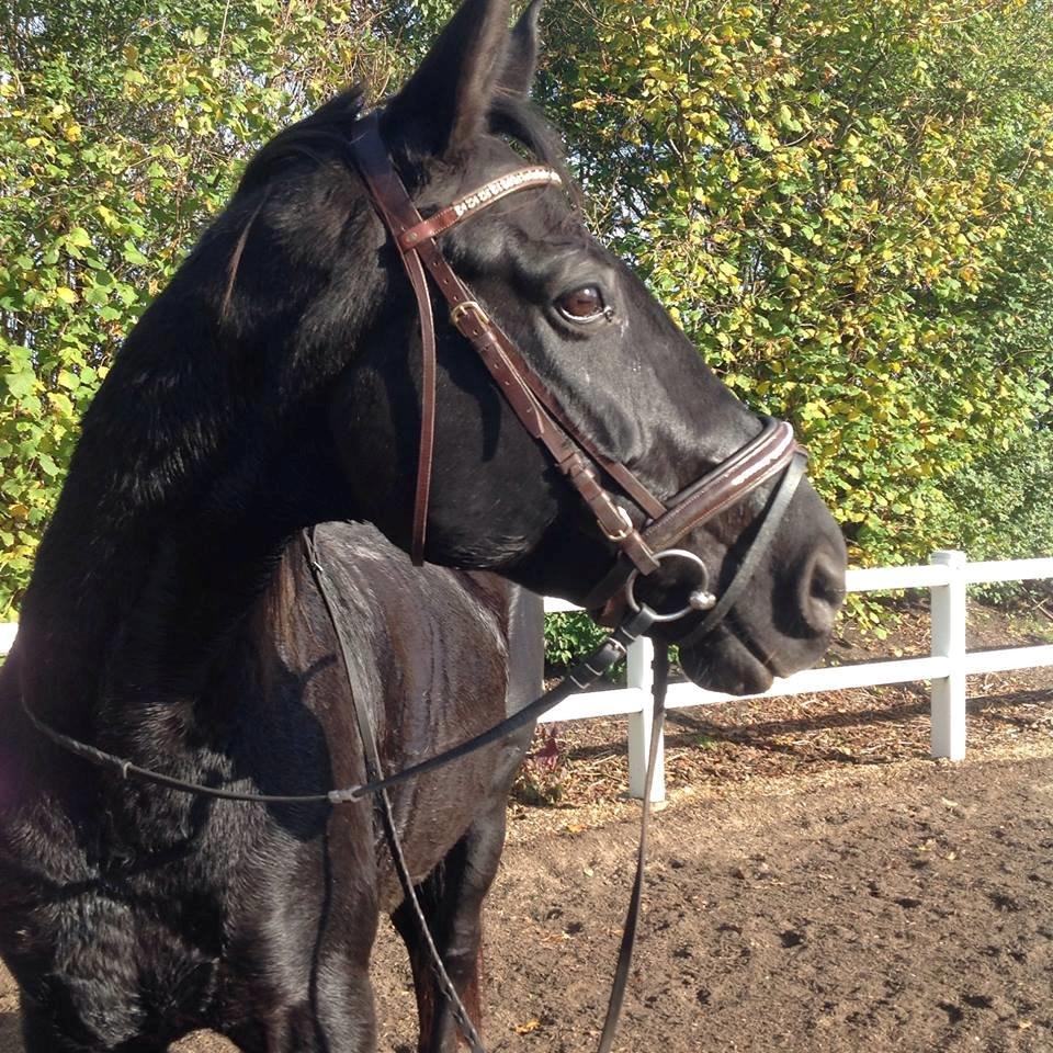 Anden særlig race Meesei  billede 1
