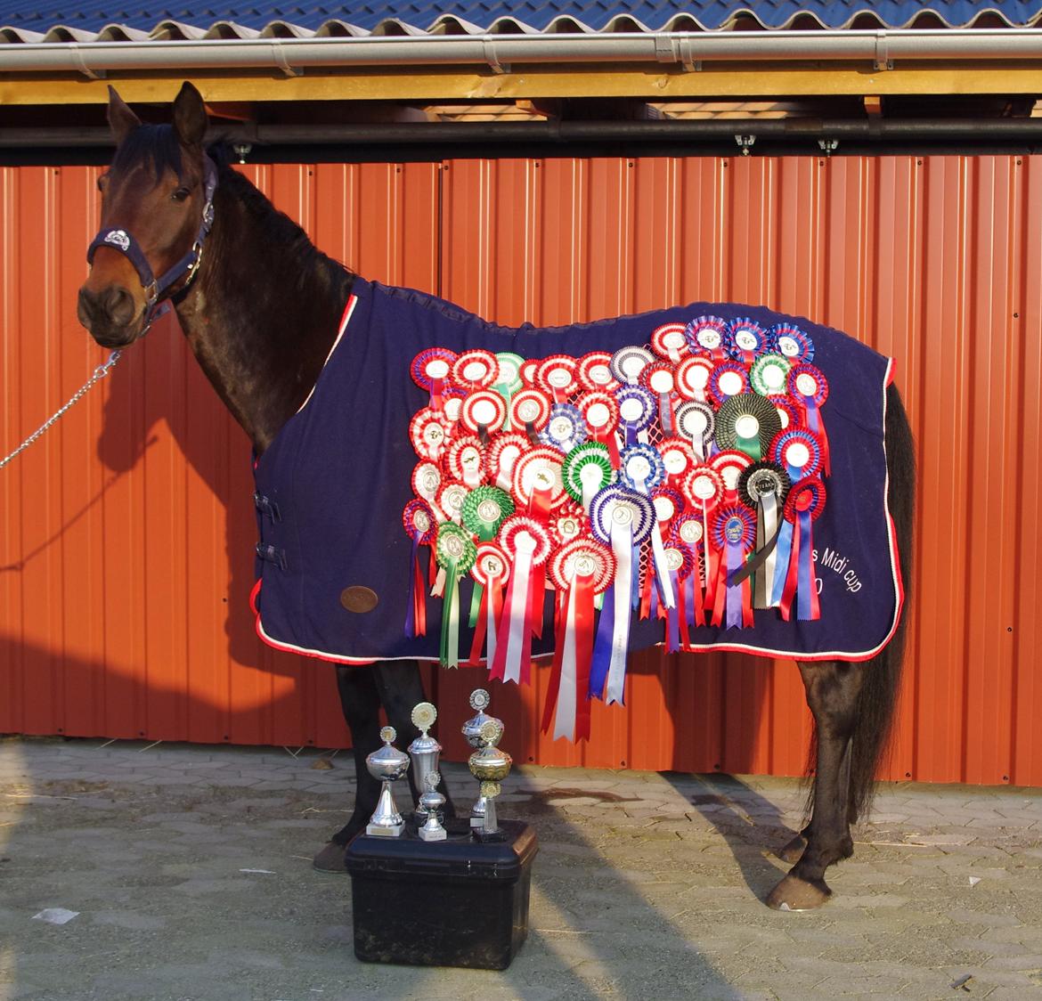 Anden særlig race Bastian *Stjernen*:-) - D. 16/3-15. Bæst med alle hans sløjfer og pokaler, 53 sløjfer af 91 klasser og 5 pokaler. Han har nu klaret det godt.:-) billede 5