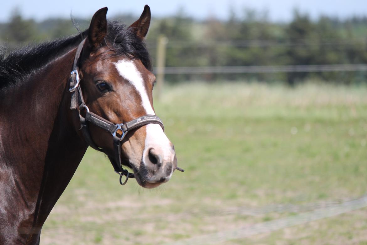 DSP Lundgaards Friday billede 1