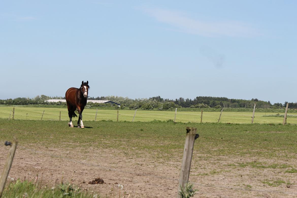 DSP Lundgaards Friday billede 20