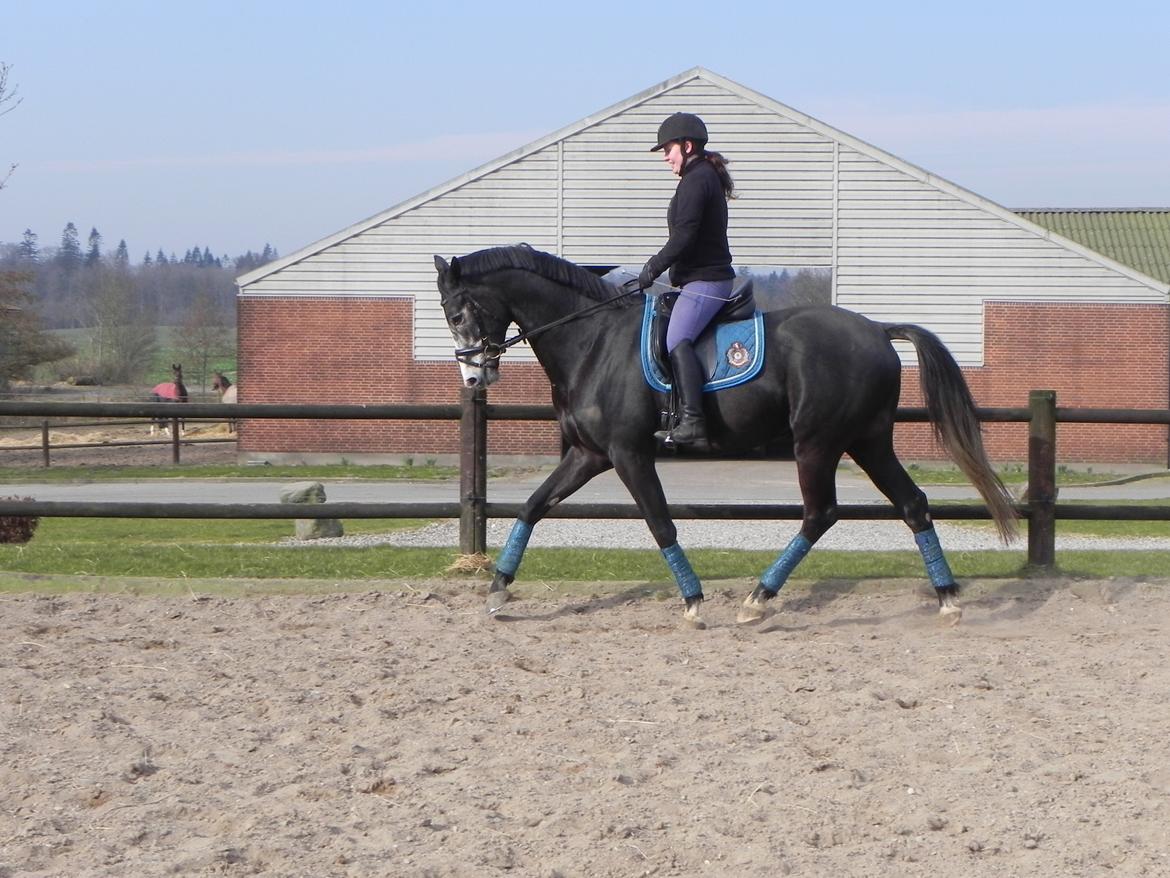 Trakehner Spencer Royal billede 2