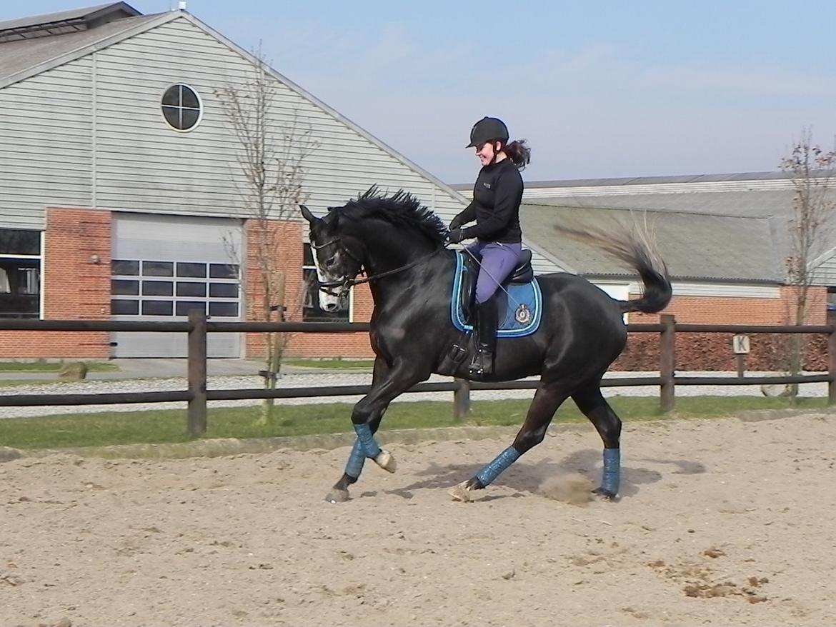 Trakehner Spencer Royal billede 1