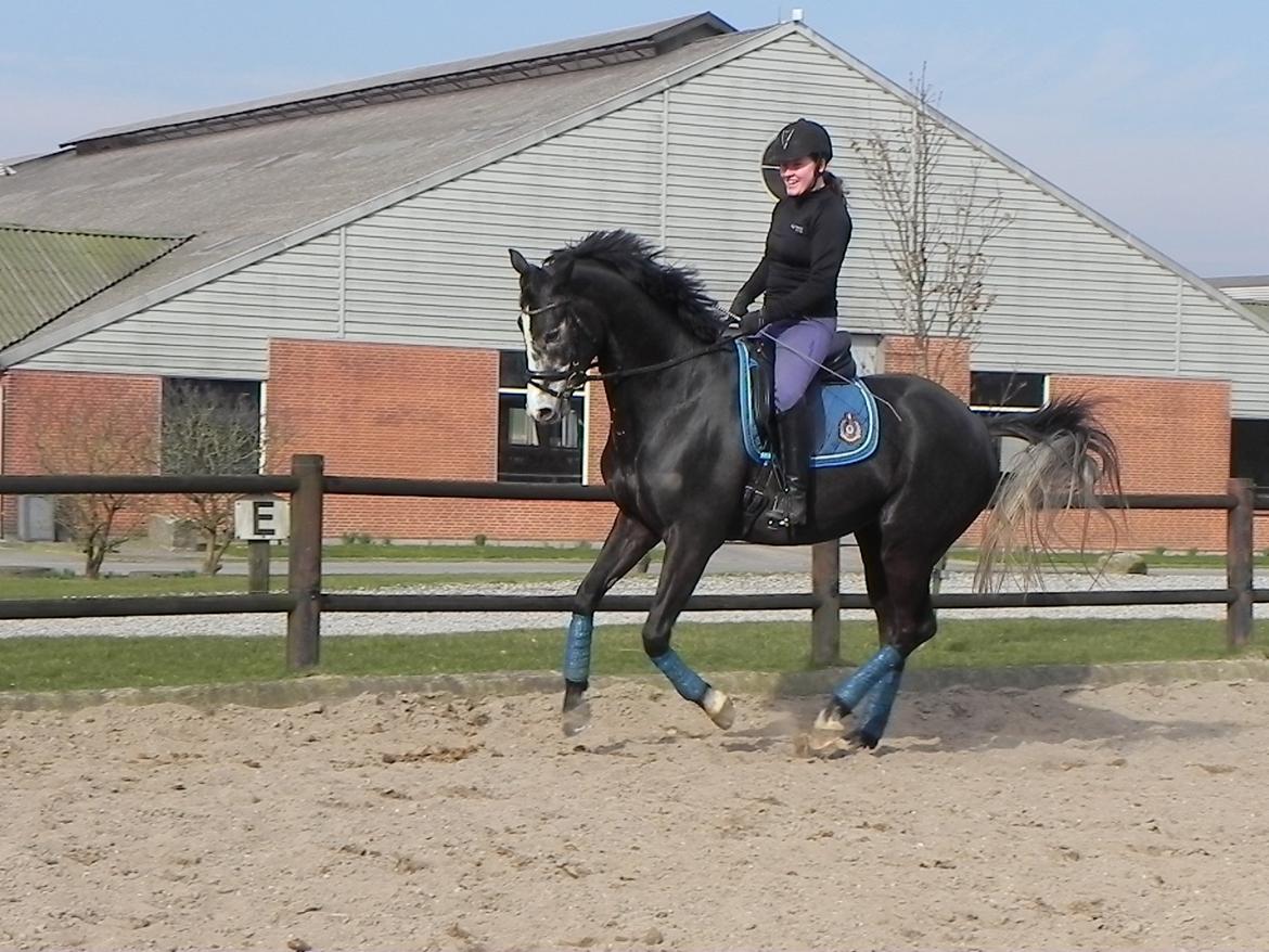 Trakehner Spencer Royal billede 3