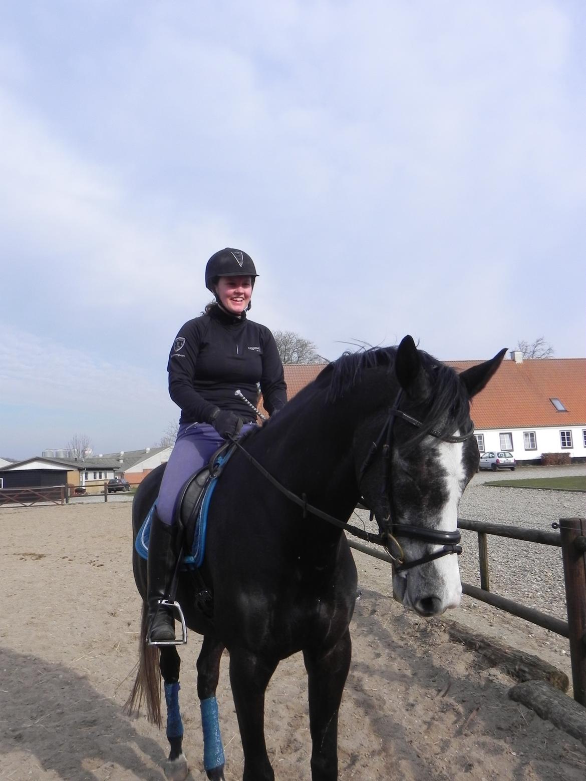 Trakehner Spencer Royal billede 4