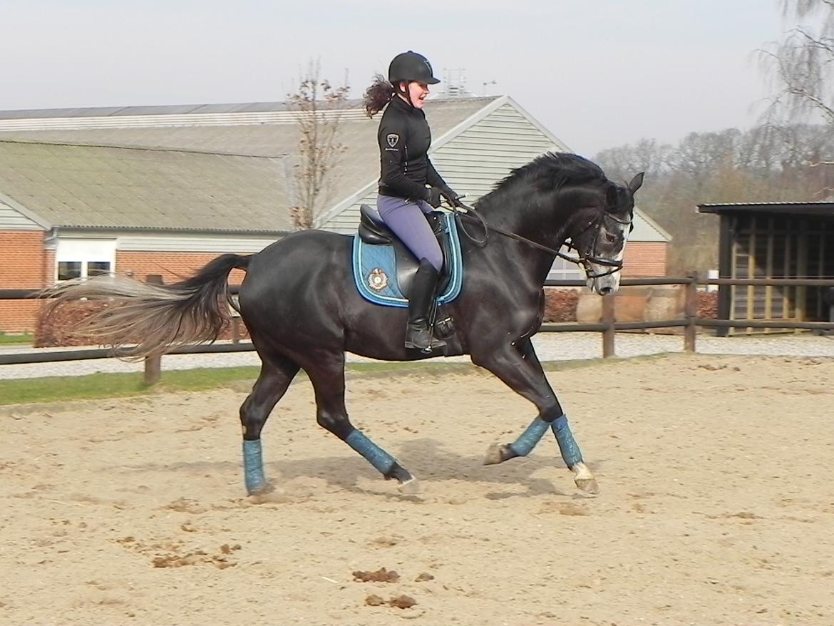 Trakehner Spencer Royal billede 5