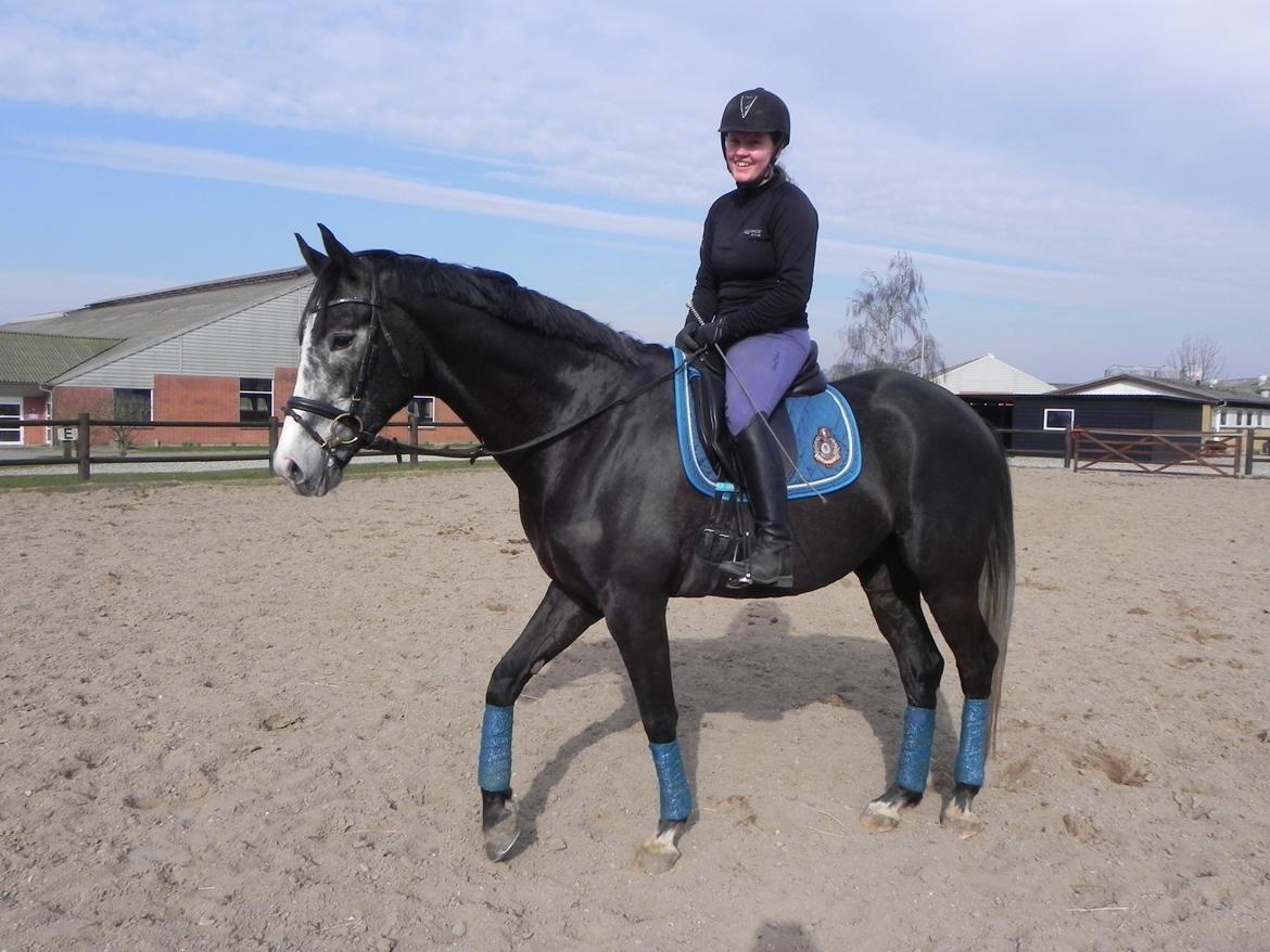 Trakehner Spencer Royal billede 6