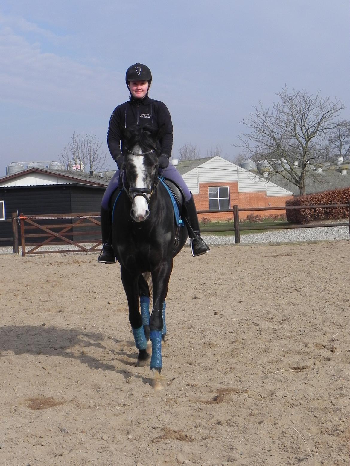 Trakehner Spencer Royal billede 7