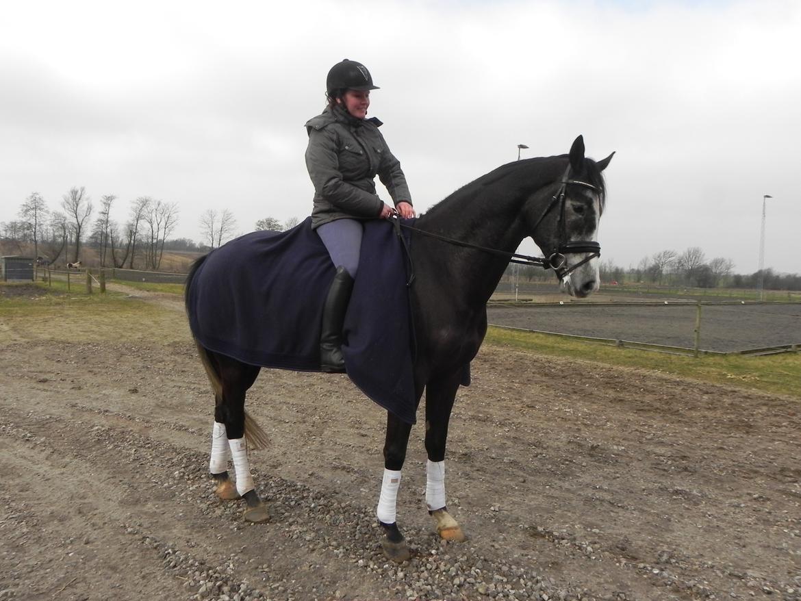 Trakehner Spencer Royal billede 8