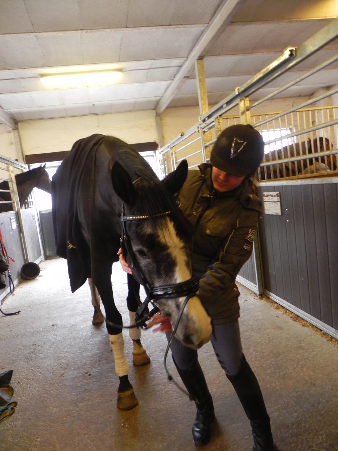 Trakehner Spencer Royal billede 9