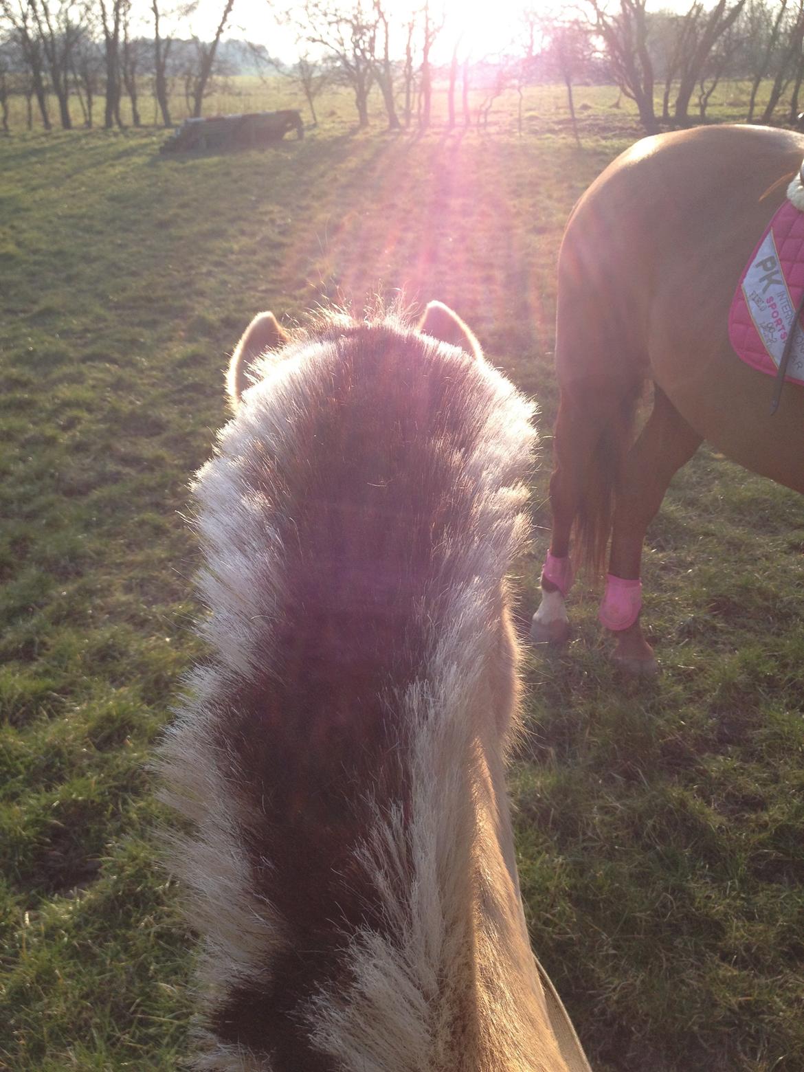 Fjordhest Felicia - Udendørsspringning er først lige begyndt :)) billede 9