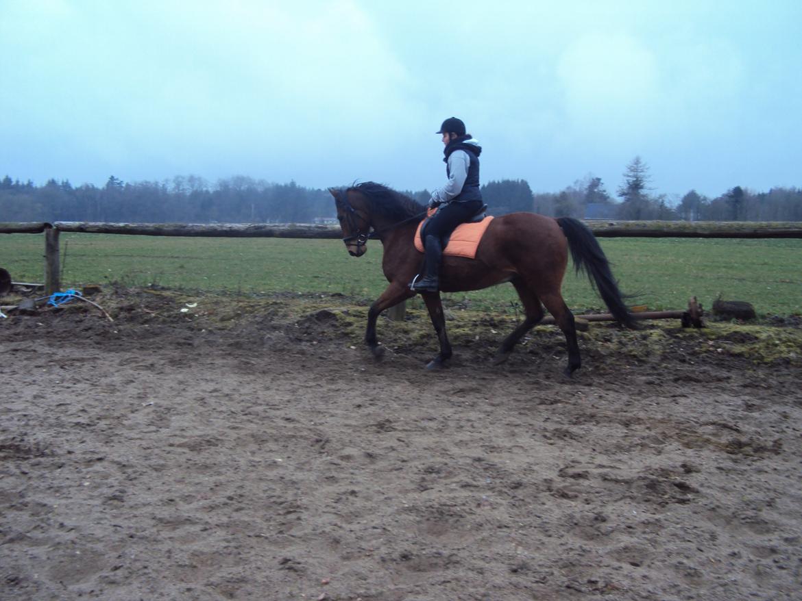 Anden særlig race Mason billede 15