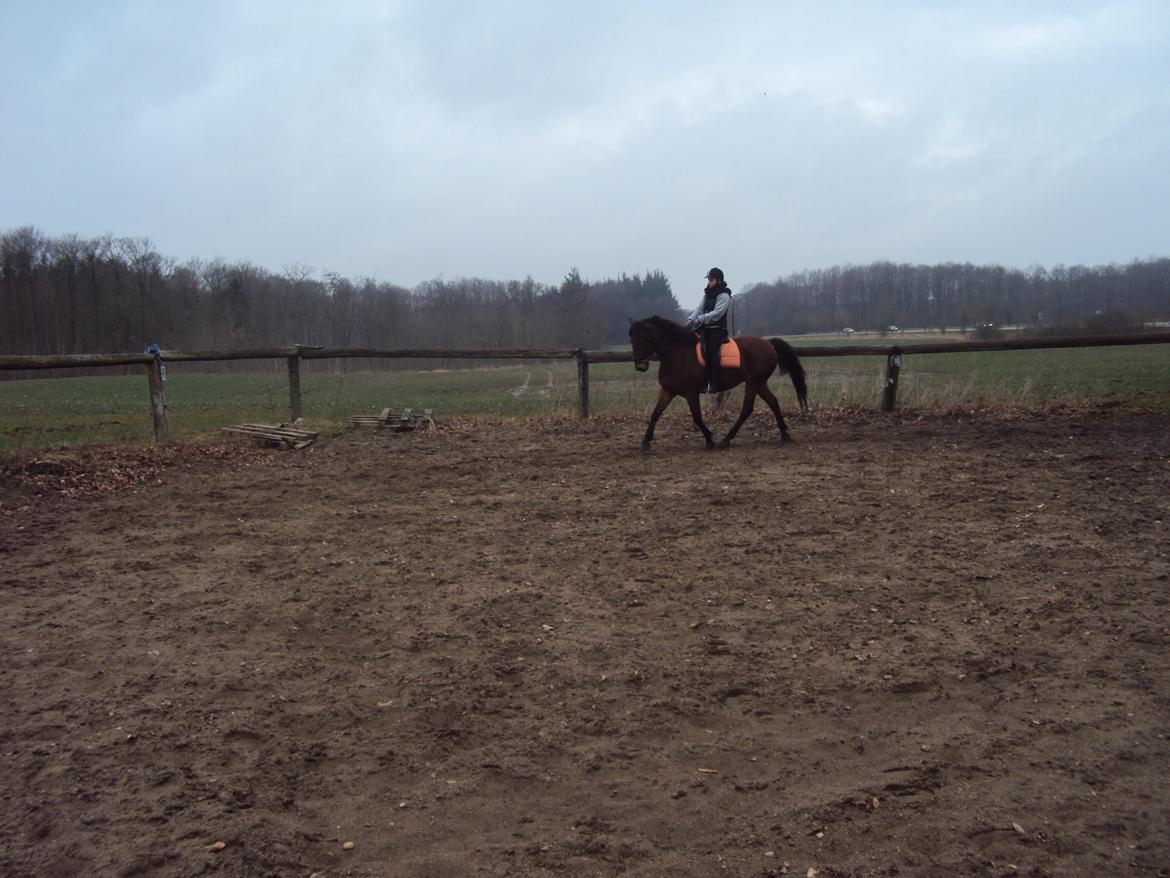 Anden særlig race Mason billede 12