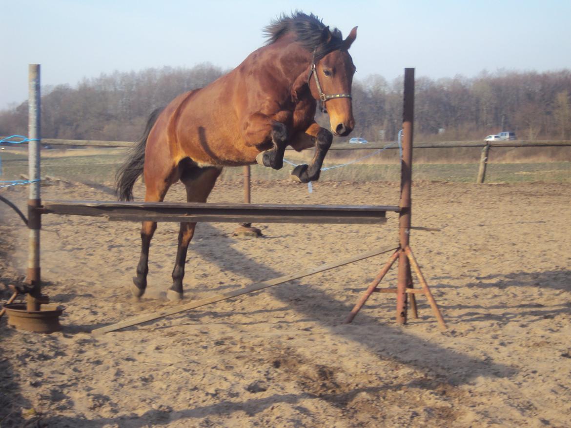 Anden særlig race Mason billede 3