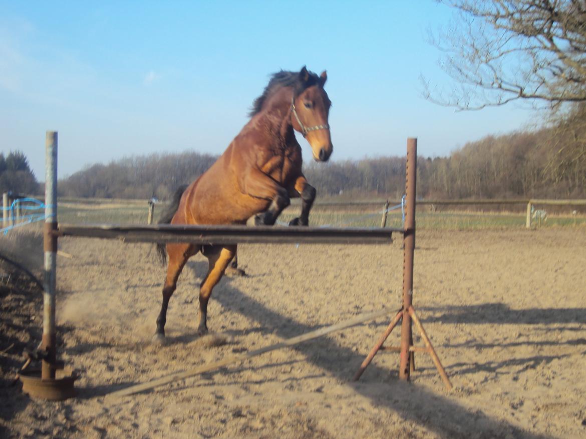 Anden særlig race Mason billede 6