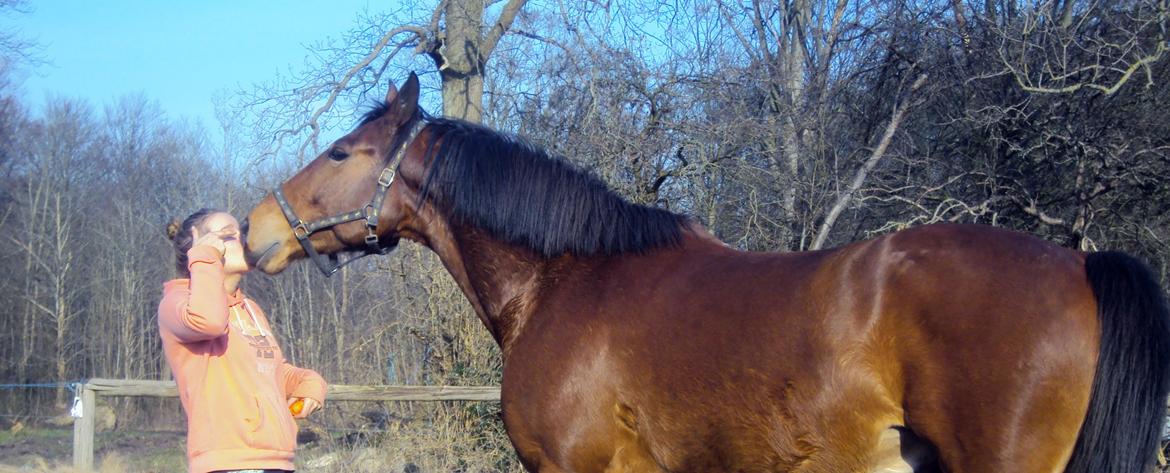 Anden særlig race Mason billede 4