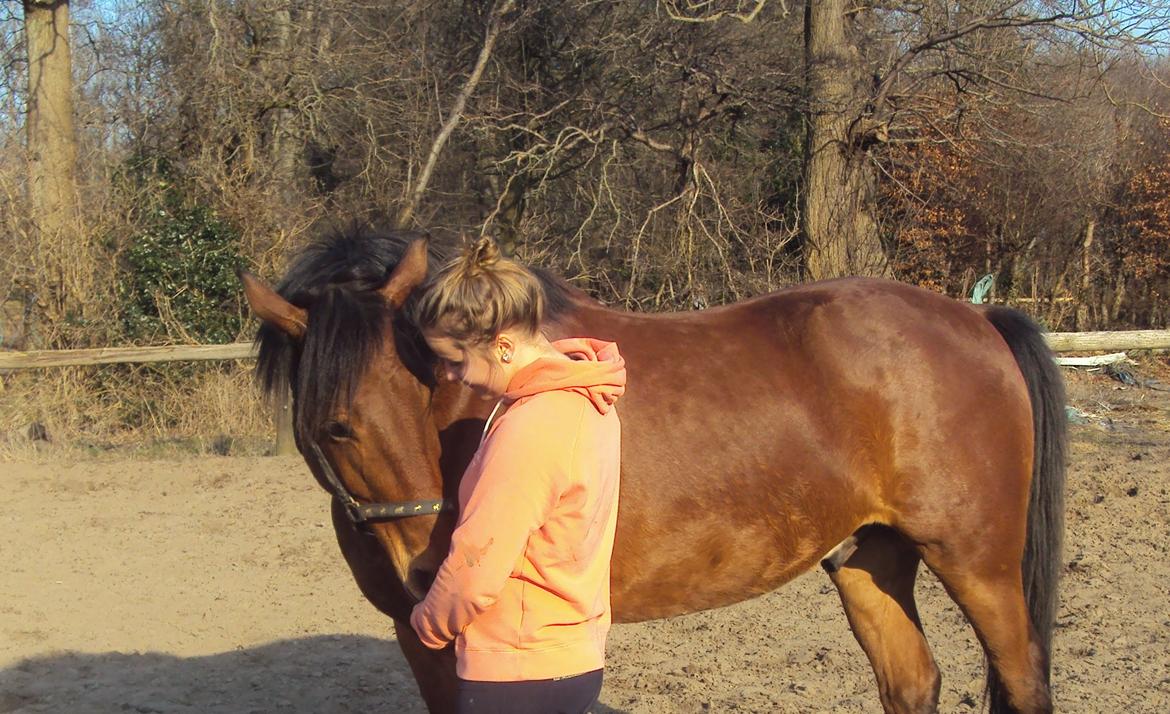 Anden særlig race Mason billede 8