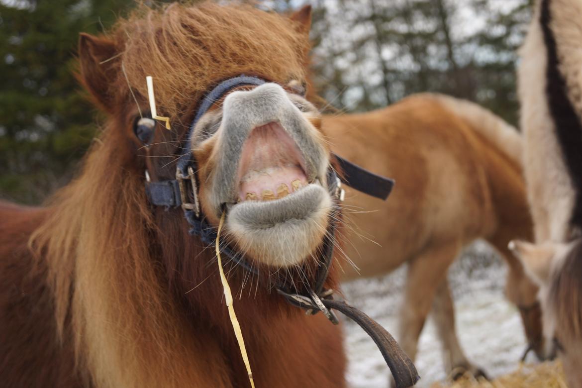 Shetlænder Sofus billede 11