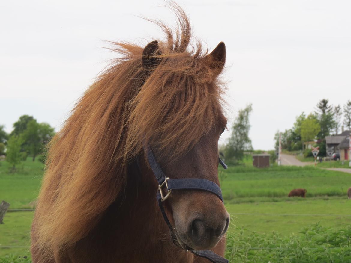 Shetlænder Sofus billede 1