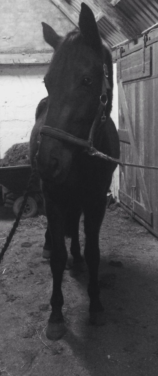 Dansk Varmblod Imhoff's freedom billede 12